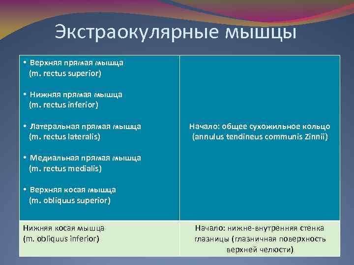 Экстраокулярные мышцы • Верхняя прямая мышца (m. rectus superior) • Нижняя прямая мышца (m.