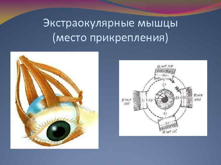 Экстраокулярные мышцы (место прикрепления) 