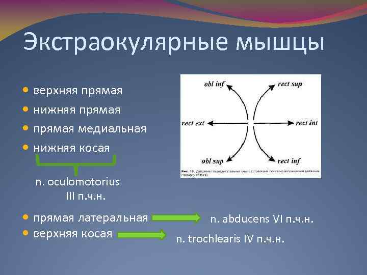 Экстраокулярные мышцы верхняя прямая нижняя прямая медиальная нижняя косая n. oculomotorius III п. ч.