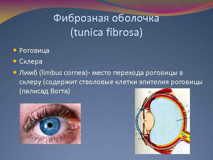 Фиброзная оболочка (tunica fibrosa) Роговица Склера Лимб (limbus cornea)- место перехода роговицы в склеру