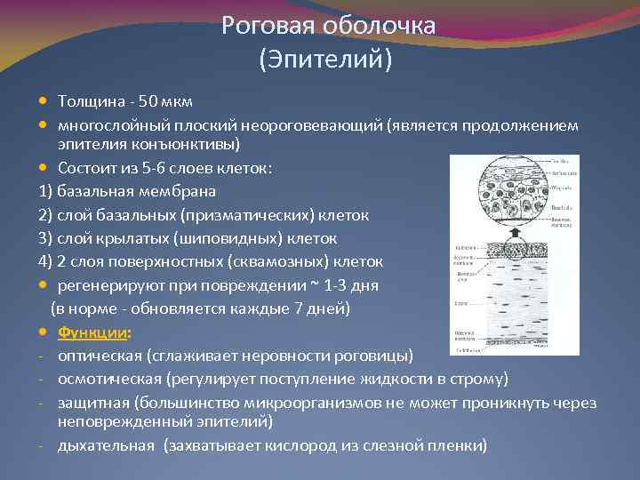Роговая оболочка (Эпителий) Толщина - 50 мкм многослойный плоский неороговевающий (является продолжением эпителия конъюнктивы)