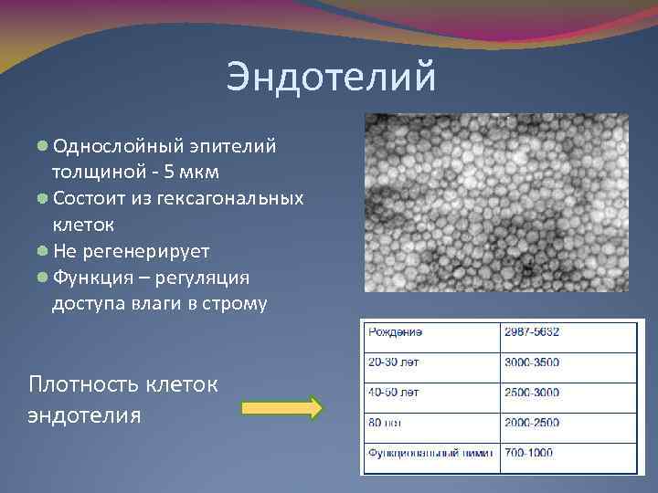 Эндотелий Однослойный эпителий толщиной - 5 мкм Состоит из гексагональных клеток Не регенерирует Функция