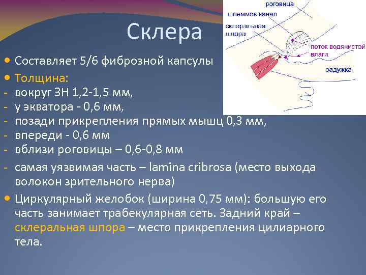 Склера Составляет 5/6 фиброзной капсулы Толщина: вокруг ЗН 1, 2 -1, 5 мм, у