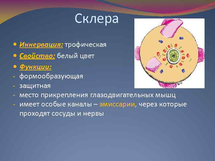 Склера - Иннервация: трофическая Свойство: белый цвет Функции: формообразующая защитная место прикрепления глазодвигательных мышц