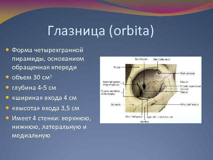 Глазница (orbita) Форма четырехгранной пирамиды, основанием обращенная кпереди объем 30 см 3 глубина 4