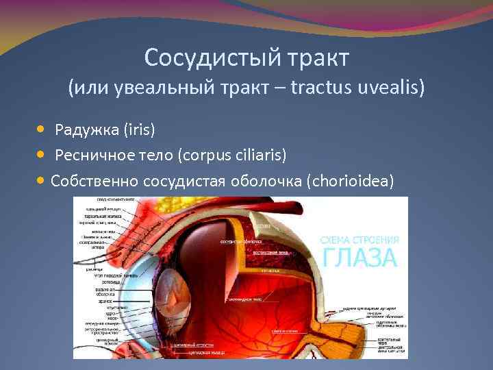 Анатомия и физиология органа зрения. 1. Анатомия и физиология сосудистого тракта. Передний отдел сосудистого тракта глаза. Физиология сосудистого тракта глаза. Увеальному тракту глазного яблока.