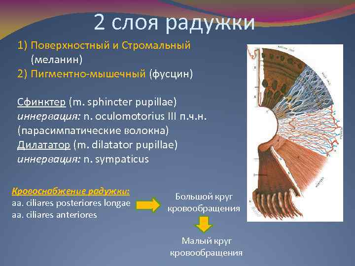 2 слоя радужки 1) Поверхностный и Стромальный (меланин) 2) Пигментно-мышечный (фусцин) Сфинктер (m. sphincter