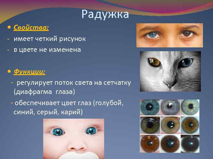 Радужка Свойства: - имеет четкий рисунок - в цвете не изменена Функции: - регулирует