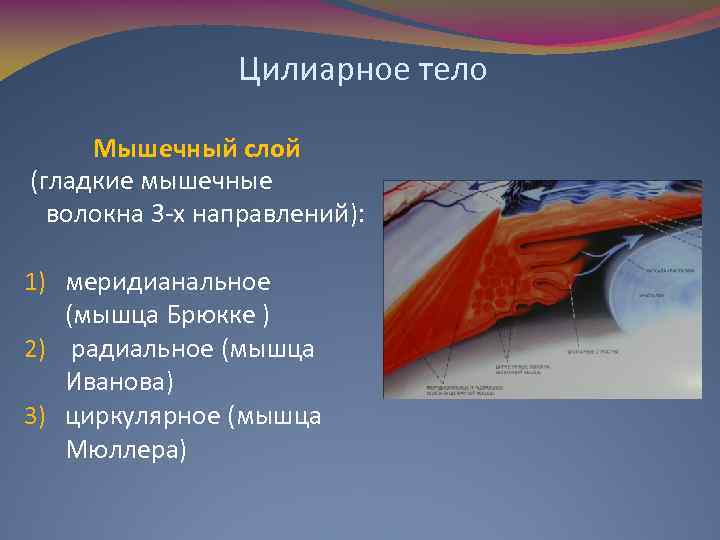 Цилиарное тело Мышечный слой (гладкие мышечные волокна 3 -х направлений): 1) меридианальное (мышца Брюкке