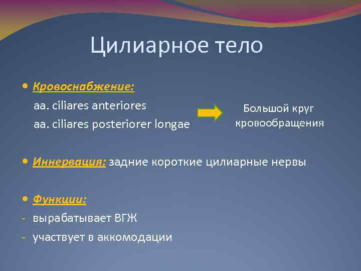 Цилиарное тело Кровоснабжение: aa. ciliares anteriores aa. ciliares posteriorer longae Большой круг кровообращения Иннервация: