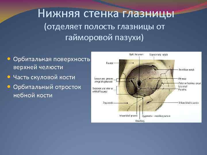 Зрительные отверстия находятся в