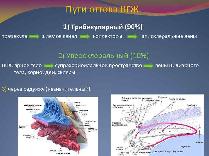 Схема оттока внутриглазной жидкости