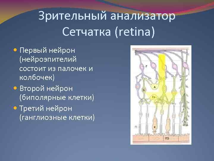 Зрительный анализатор Сетчатка (retina) Первый нейрон (нейроэпителий состоит из палочек и колбочек) Второй нейрон