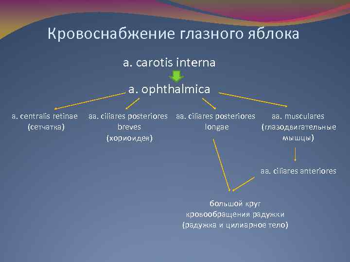 Кровоснабжение глазного яблока a. carotis interna a. ophthalmica a. centralis retinae (сетчатка) aa. musculares
