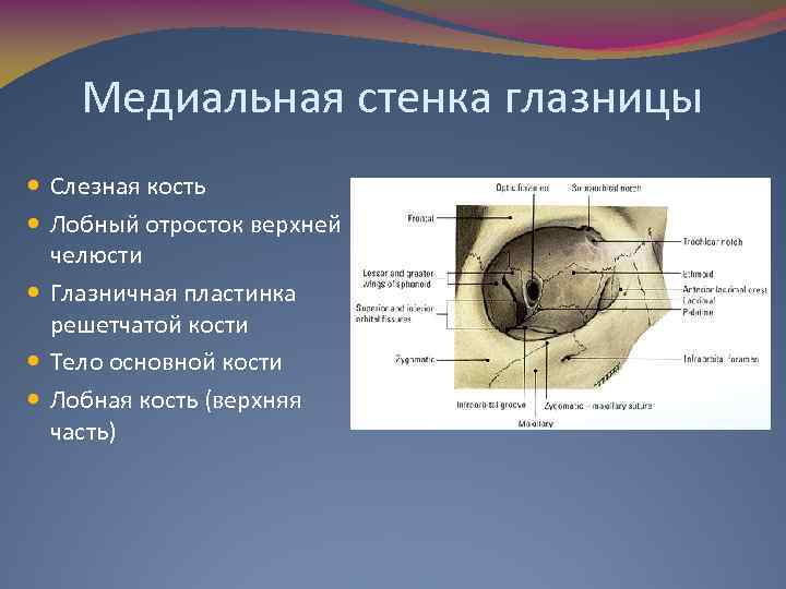 Медиальная стенка глазницы Слезная кость Лобный отросток верхней челюсти Глазничная пластинка решетчатой кости Тело