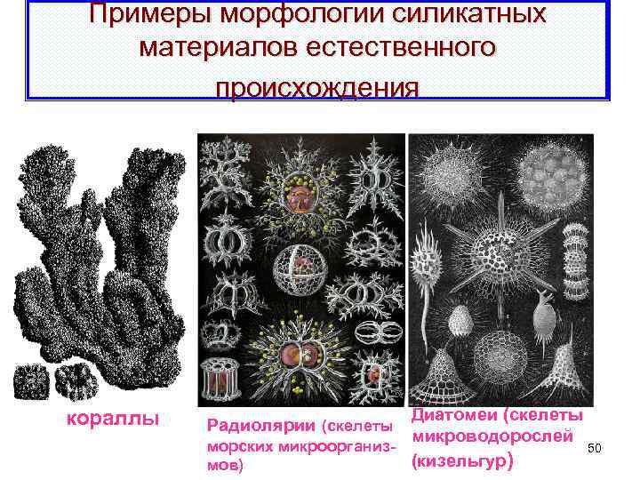 Примеры морфологии силикатных материалов естественного происхождения кораллы Диатомеи (скелеты микроводорослей морских микроорганиз 50 (кизельгур)