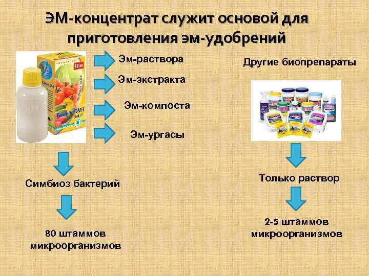 ЭМ-концентрат служит основой для приготовления эм-удобрений Эм-раствора Другие биопрепараты Эм-экстракта Эм-компоста Эм-ургасы Симбиоз бактерий