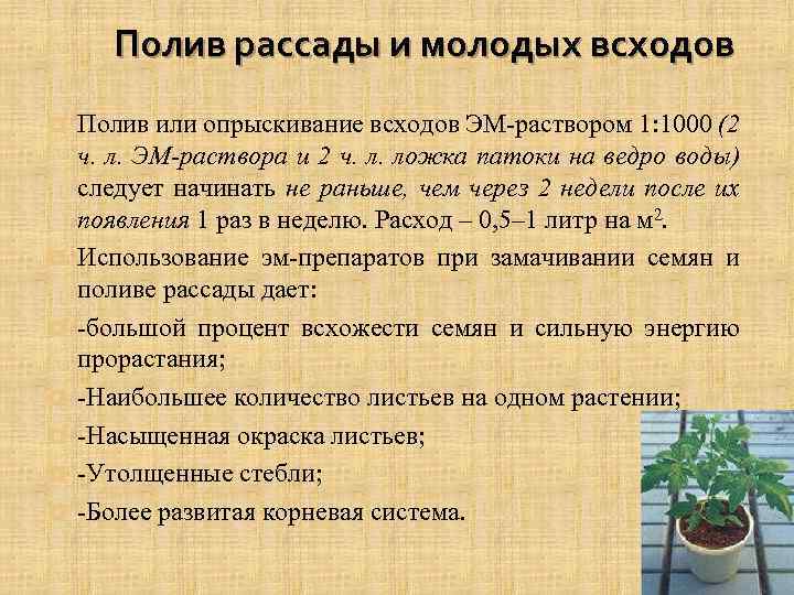 Полив рассады и молодых всходов ¤ ¤ ¤ ¤ Полив или опрыскивание всходов ЭМ-раствором