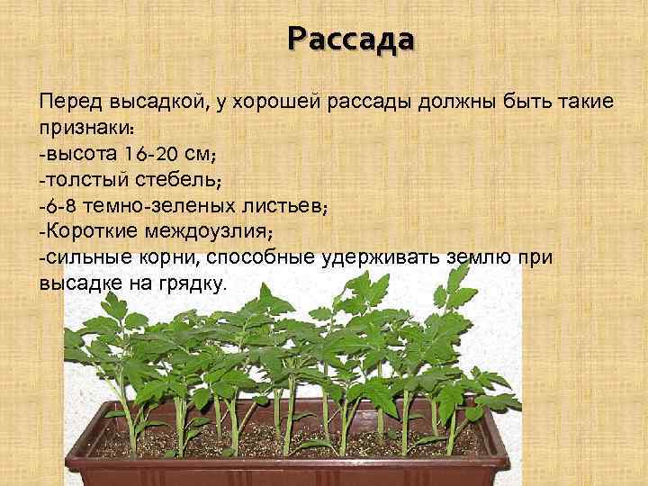 Рассада Перед высадкой, у хорошей рассады должны быть такие признаки: -высота 16 -20 см;