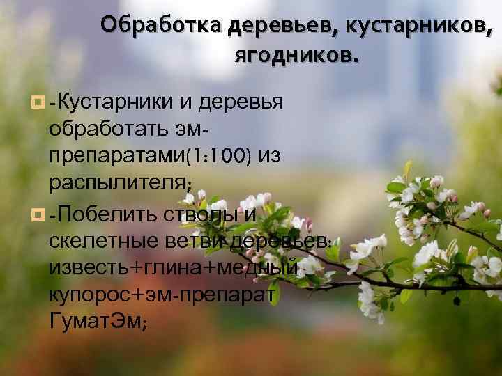 Обработка деревьев, кустарников, ягодников. и деревья обработать эмпрепаратами(1: 100) из распылителя; ¤ -Побелить стволы