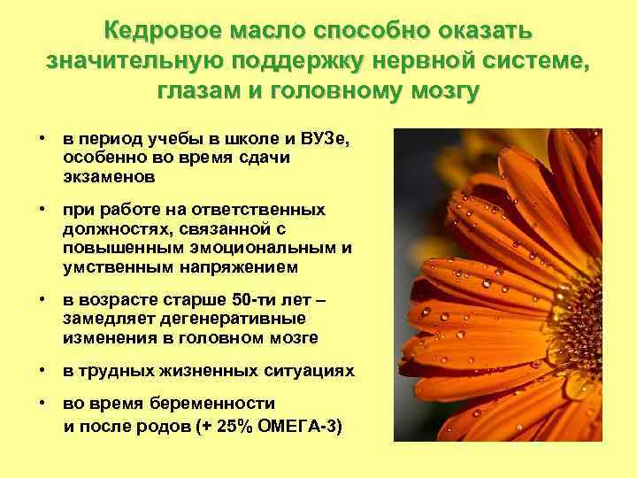 Кедровое масло способно оказать значительную поддержку нервной системе, глазам и головному мозгу • в
