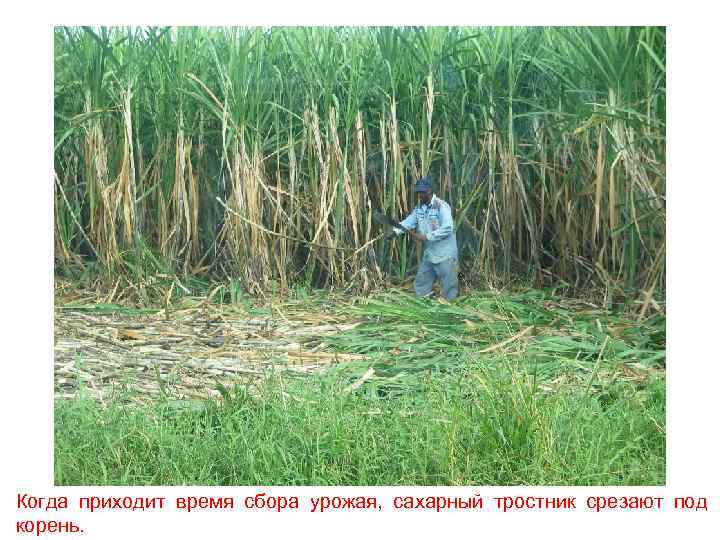 Когда приходит время сбора урожая, сахарный тростник срезают под корень. 