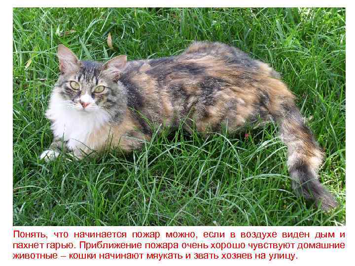 Понять, что начинается пожар можно, если в воздухе виден дым и пахнет гарью. Приближение