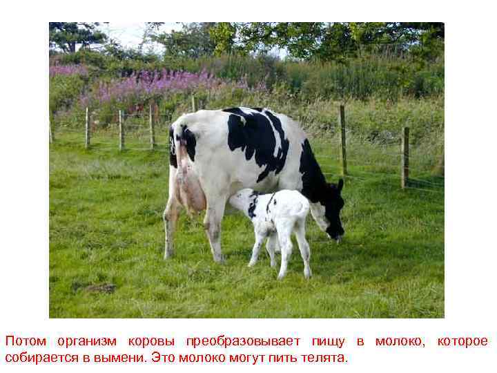 Потом организм коровы преобразовывает пищу в молоко, которое собирается в вымени. Это молоко могут