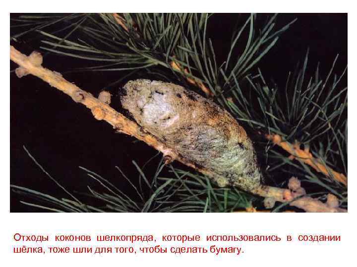 Отходы коконов шелкопряда, которые использовались в создании шёлка, тоже шли для того, чтобы сделать