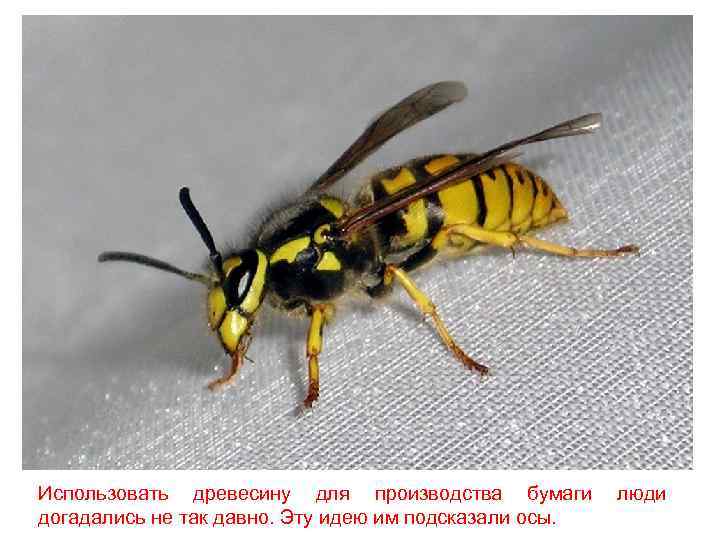 Использовать древесину для производства бумаги догадались не так давно. Эту идею им подсказали осы.