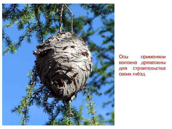 Осы применяли волокна древесины для строительства своих гнёзд. 
