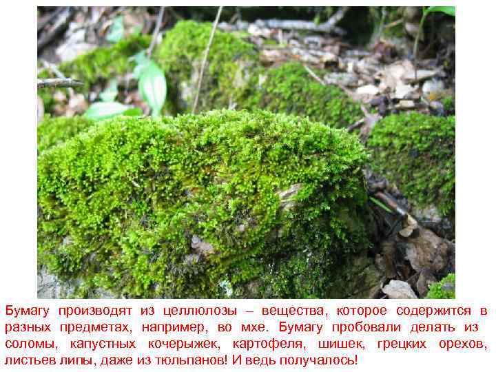 Бумагу производят из целлюлозы – вещества, которое содержится в разных предметах, например, во мхе.