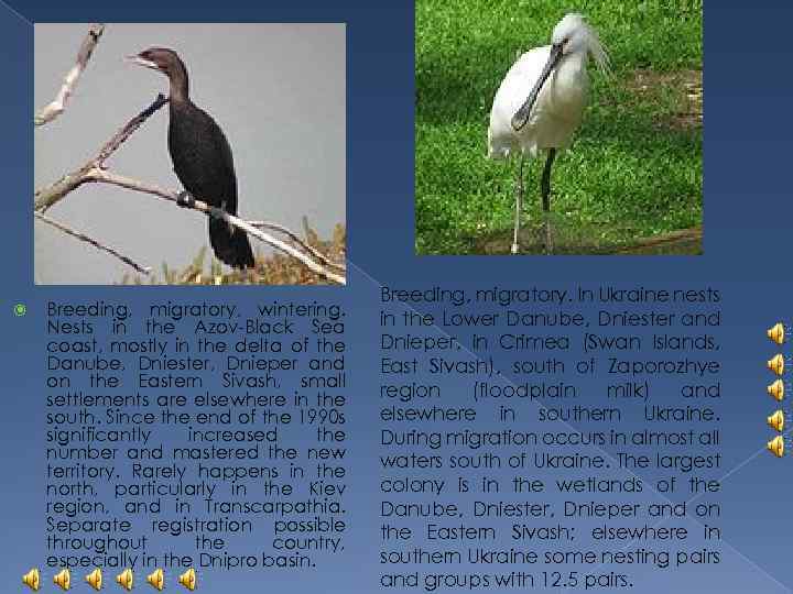  Breeding, migratory, wintering. Nests in the Azov-Black Sea coast, mostly in the delta