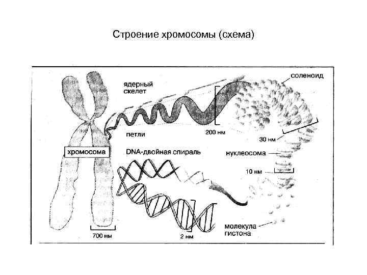 Строение хромосомы (схема) 