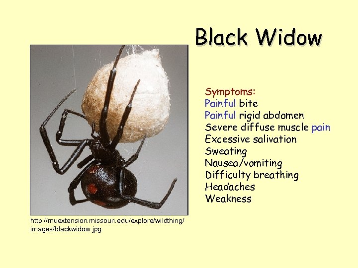 Black Widow Symptoms: Painful bite Painful rigid abdomen Severe diffuse muscle pain Excessive salivation