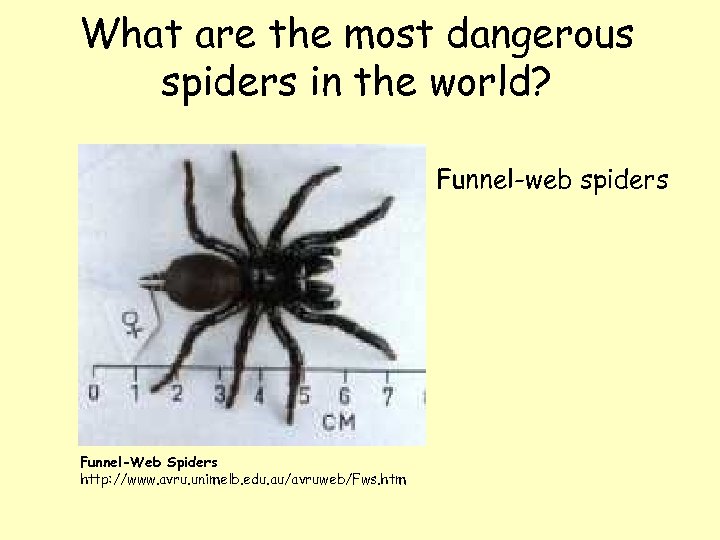 Funnel web spider перевод