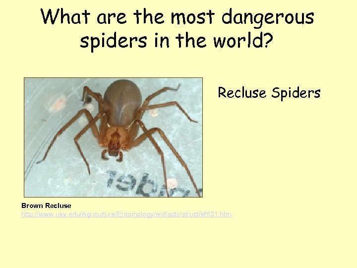 What are the most dangerous spiders in the world? Recluse Spiders Brown Recluse http:
