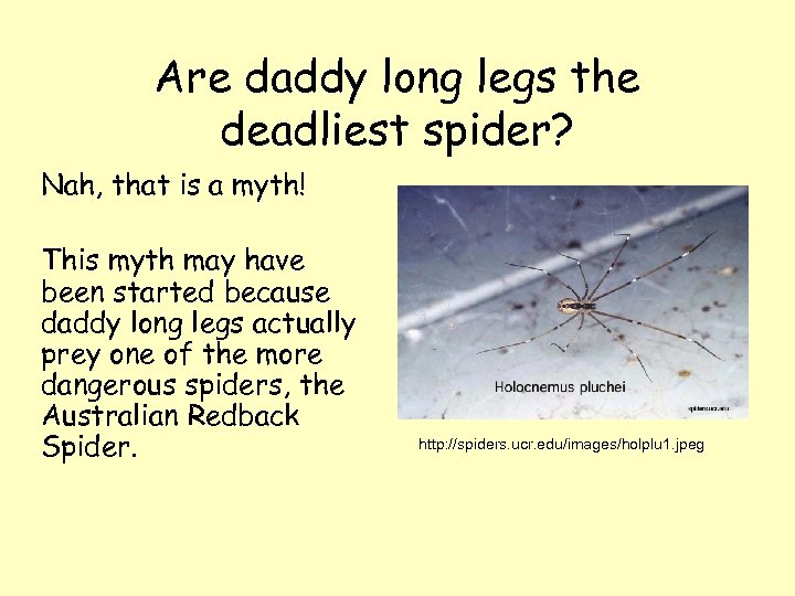 Are daddy long legs the deadliest spider? Nah, that is a myth! This myth