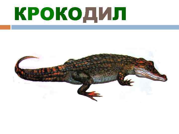 КРОКОДИЛ 