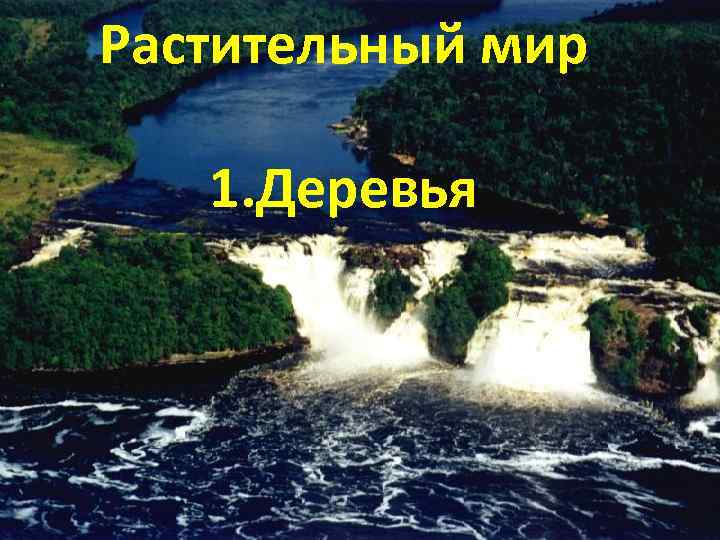 Растительный мир 1. Деревья 