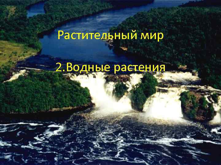 Растительный мир 2. Водные растения 