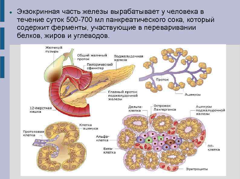 Экзокринные железы выводные протоки. Клетки экзокринной части поджелудочной железы. Экзокринная часть поджелудочной железы функции. Строение экзокринной части железы. Экзокринная часть поджелудочной железы представлена.