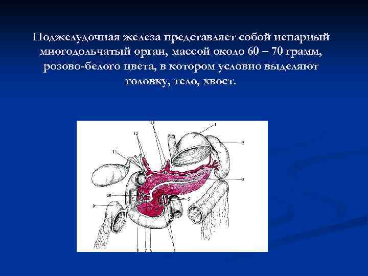 Поджелудочная железа представляет собой непарный многодольчатый орган, массой около 60 – 70 грамм, розово-белого