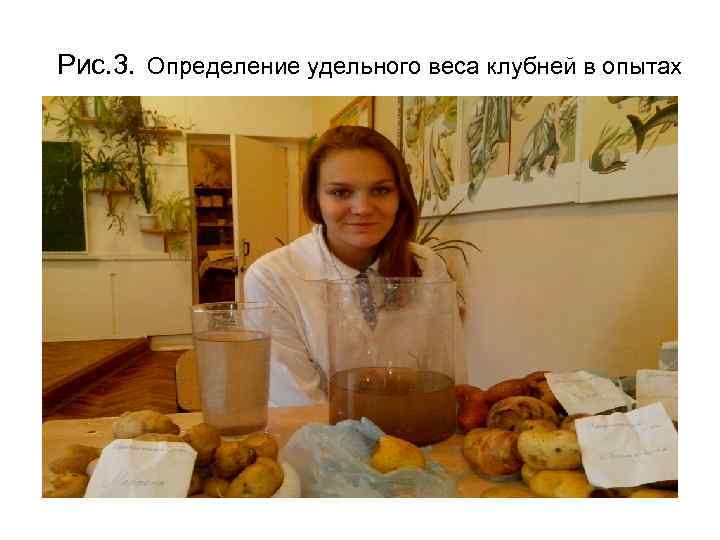 Рис. 3. Определение удельного веса клубней в опытах 