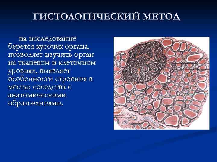 Методы обнаружения простейших образцы каких тканей берутся на исследования