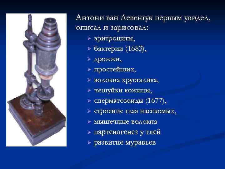 Антони ван Левенгук первым увидел, описал и зарисовал: эритроциты, бактерии (1683), дрожжи, простейших, волокна
