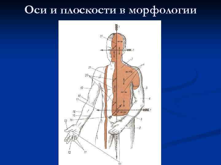 Оси и плоскости в морфологии 
