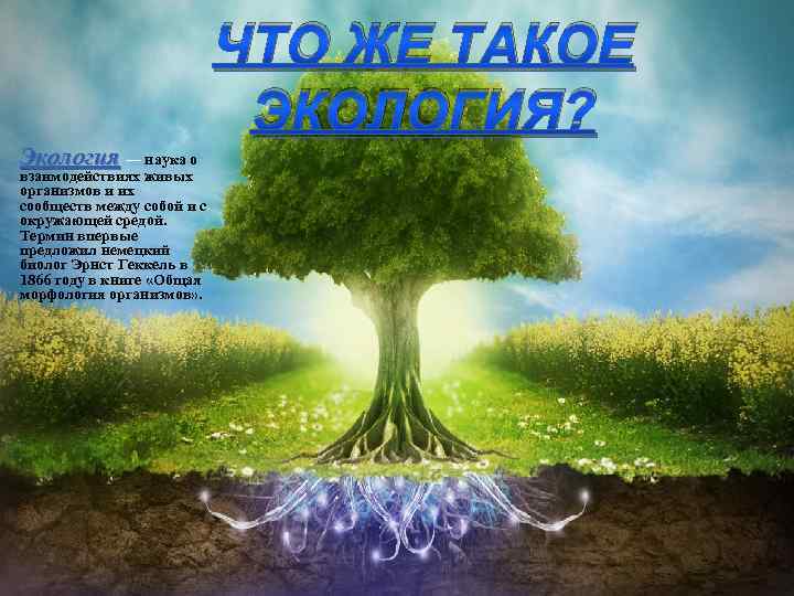 ЧТО ЖЕ ТАКОЕ ЭКОЛОГИЯ? Экология — наука о взаимодействиях живых организмов и их сообществ