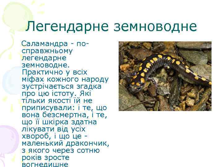 Легендарне земноводне Саламандра - посправжньому легендарне земноводне. Практично у всіх міфах кожного народу зустрічається