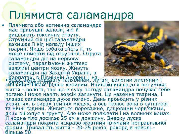 Плямиста саламандра • Плямиста або вогненна саламандра має привушні залози, які й виділяють токсичну